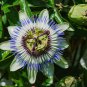 Hardy Fragrant Passion Flower Osaka 200 Seeds