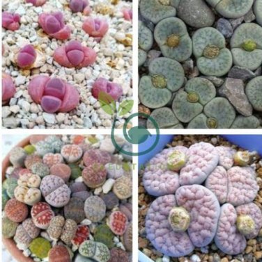 Gimax Graines Lithops Pseudotruncatella Plant 200 Seeds