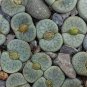 Gimax Graines Lithops Pseudotruncatella Plant 200 Seeds
