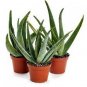 Aloe Vera 4 Seeds