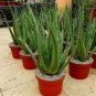 Aloe Vera 4 Seeds