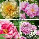 'Black Pur' Peony Flower Pale White to Light Purple to Black Double Petals 10 Seeds