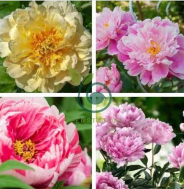 'Black Pur' Peony Flower Pale White to Light Purple to Black Double Petals 10 Seeds