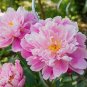 'Black Pur' Peony Flower Pale White to Light Purple to Black Double Petals 10 Seeds