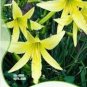 Original Pack Combos Garden Planting Seeds Chicory Day Lily  20 Seeds