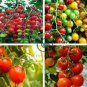 High Yield 'White Angel' White Round Truss Cherry Tomato 200 Seeds