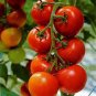 High Yield 'White Angel' White Round Truss Cherry Tomato 200 Seeds