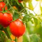 High Yield 'White Angel' White Round Truss Cherry Tomato 200 Seeds