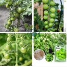 Green Pearl' Green Round Truss Cherry Tomato 200 Seeds