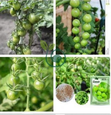 Green Pearl' Green Round Truss Cherry Tomato 200 Seeds