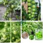 Green Pearl' Green Round Truss Cherry Tomato 200 Seeds