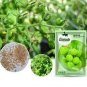 Green Pearl' Green Round Truss Cherry Tomato 200 Seeds