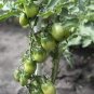Green Pearl' Green Round Truss Cherry Tomato 200 Seeds