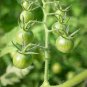 Green Pearl' Green Round Truss Cherry Tomato 200 Seeds