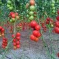 Star Ruby' Small Round Red Truss Cherry Tomato 400 Seeds
