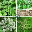 Cedrela Sinensis Sprouting Vegetables Seedling 100 Seeds