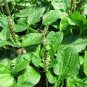 Cedrela Sinensis Sprouting Vegetables Seedling 100 Seeds