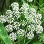 Cedrela Sinensis Sprouting Vegetables Seedling 100 Seeds