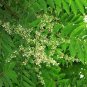 Cedrela Sinensis Sprouting Vegetables Seedling 100 Seeds
