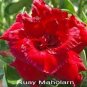 Adenium Obesum Desert Roses Rare 40 seeds