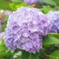 Light Green Hydrangea Flowers 200 Seeds