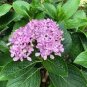 Light Green Hydrangea Flowers 200 Seeds