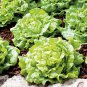 Lettuce 'Tomy Thumb' Organic Vegetable 1000 Seeds