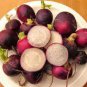 Radish Violet Round Vegetable 300 Seeds