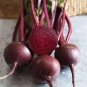 Radish Violet Round Vegetable 300 Seeds