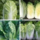 Chinese Cabbage Autumn Vegetables 20 Seeds