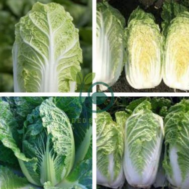 Chinese Cabbage Autumn Vegetables 20 Seeds