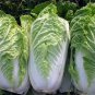 Chinese Cabbage Autumn Vegetables 20 Seeds