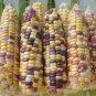 Corn Colorful Sweet Glutinous Corn 400 Seeds