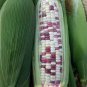 Corn Colorful Sweet Glutinous Corn 400 Seeds