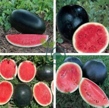Watermelom Black Skin Fresh Red Inside Big Melon 44 Seeds