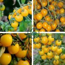 Tomato Yellow Skin Red Top Middle-sized Fruit 400 Seeds