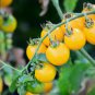 Tomato Yellow Skin Red Top Middle-sized Fruit 400 Seeds