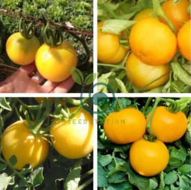 Tomato Yellow 'Beef Heart' Organic Vegetable 400 Seeds