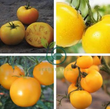 Tomato Yellow 'Golden Peach' Sweet Fruit 600 Seeds