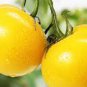 Tomato Yellow 'Golden Peach' Sweet Fruit 600 Seeds