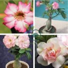 Adenium Whitish Light Water Pink Petals Flower 4 Seeds