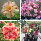 Adenium Plant 60 Seeds