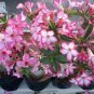 Adenium Plant 60 Seeds