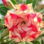 Adenium Plant 60 Seeds
