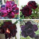 almost Black Adenium 60 Seeds