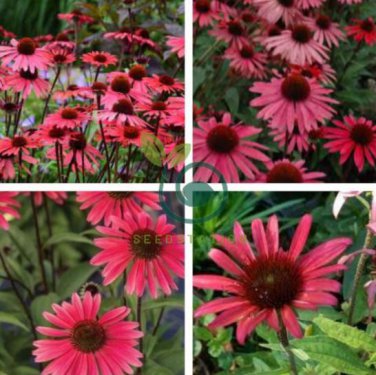 Echinacea 'SOLAR FLARE' Dark Red Big Single Petals 400 Seeds