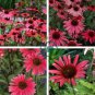 Echinacea 'SOLAR FLARE' Dark Red Big Single Petals 400 Seeds