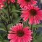 Echinacea 'SOLAR FLARE' Dark Red Big Single Petals 400 Seeds
