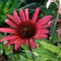Echinacea 'SOLAR FLARE' Dark Red Big Single Petals 400 Seeds