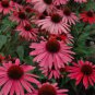Echinacea 'SOLAR FLARE' Dark Red Big Single Petals 400 Seeds